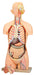 Model Torso with Head - 12 Parts