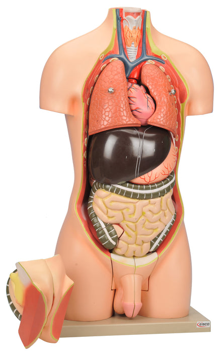 Model Torso without Head - 12 Parts