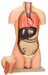 Model Torso without Head - 12 Parts