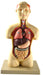 18.5" Human Torso with Head Model - Half Size - 7 Parts - hBARSCI