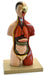 Adult Torso Anatomical Model with Head, 16 parts, Half-Size, Approx. 18" Height - hBARSCI