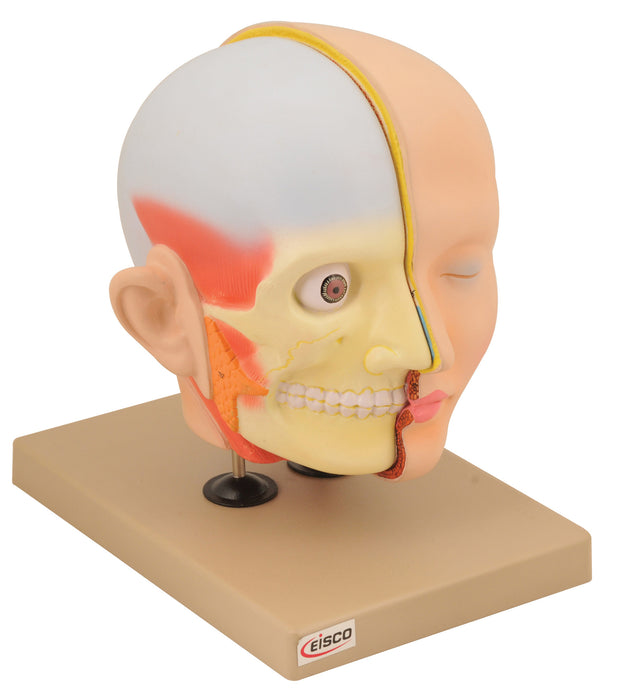 Model Human Head & Brain - 3 Parts
