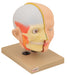 Model Human Head & Brain - 3 Parts
