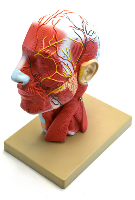 Model Human Half Head and Neck with Musculature - 2 Parts