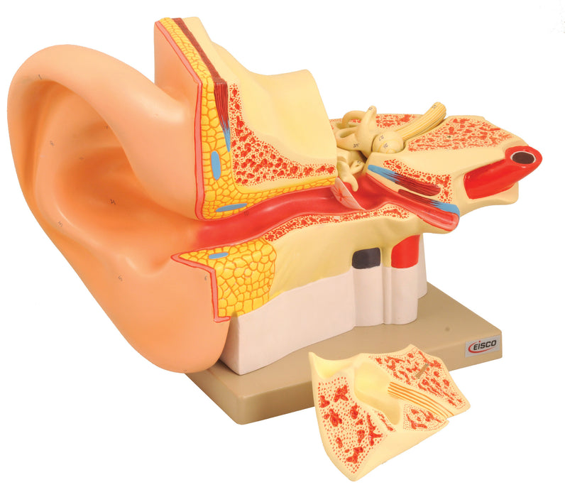Model Human Giant Ear - 4 Parts