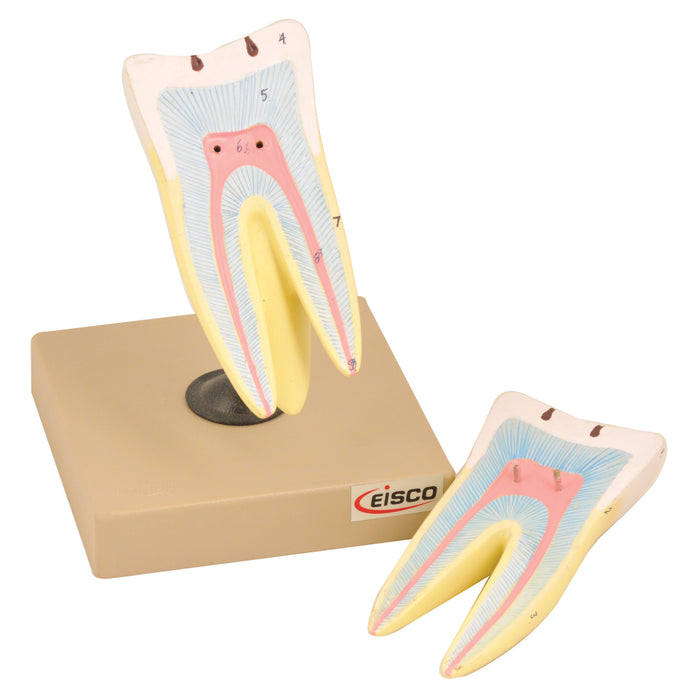 Model Human Tooth - 2 Parts