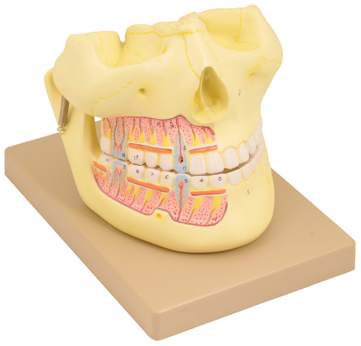 Model Human Upper & Lower Jaw