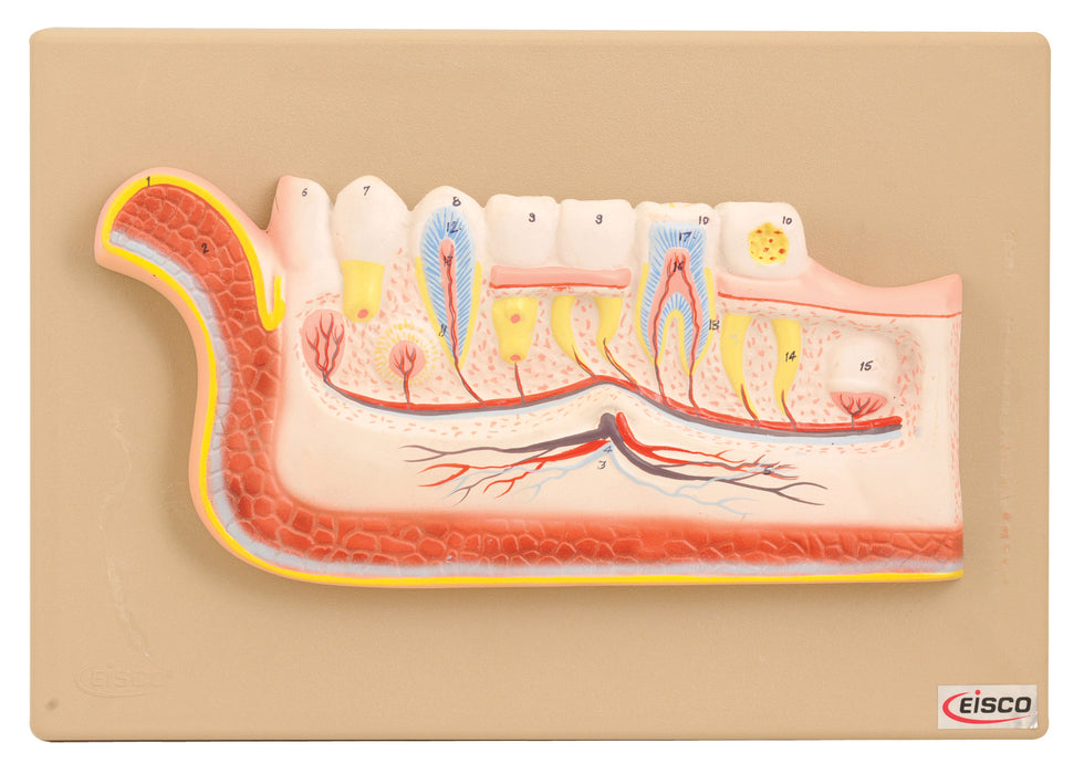 Model Lower Jaw with Teeth
