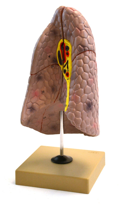 Eisco Labs Human Right Lung Anatomical Model, 2 Parts, Life Size, Approx. 10" Height