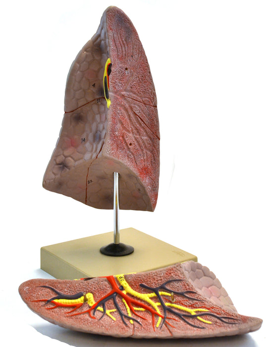 Eisco Labs Human Right Lung Anatomical Model, 2 Parts, Life Size, Approx. 10" Height