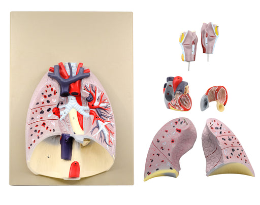 heart lungs model 7 parts dissected
