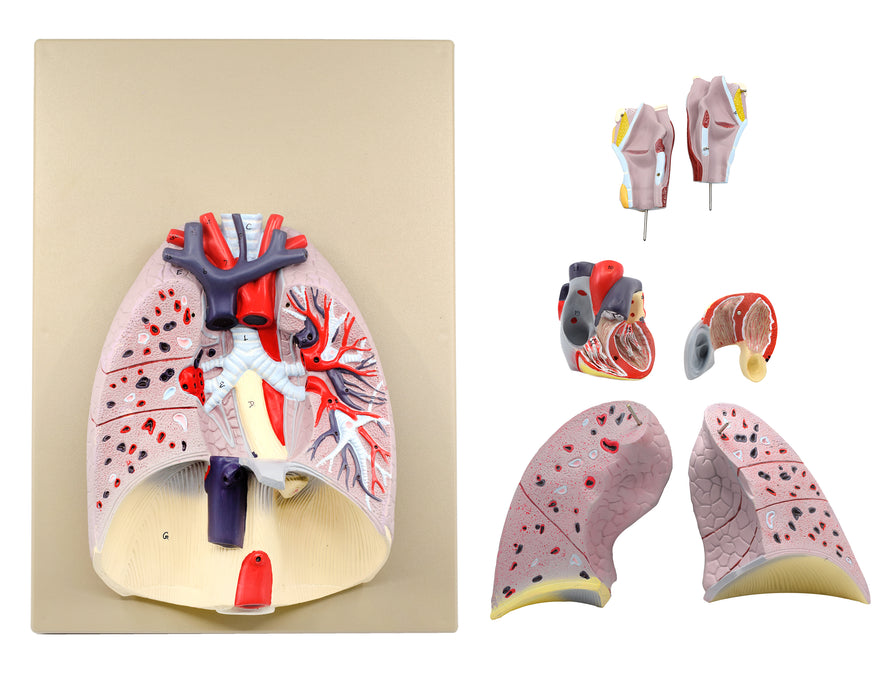 heart lungs model 7 parts dissected