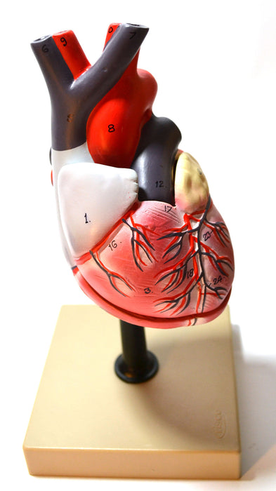 Eisco Labs Human Heart Model; Larger than Life Size (8" in height); On Diaphragm