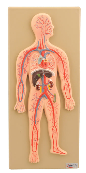 Human Circulatory System Model, Hand Painted
