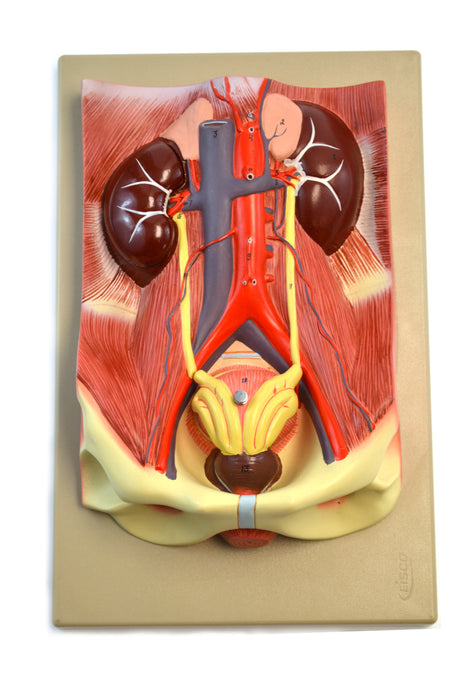 Model Human Urinary Organs - 3 Parts