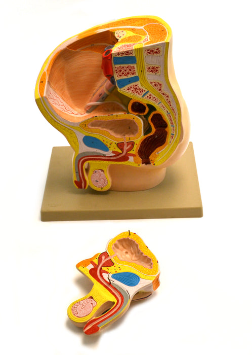Model Male Pelvis Section - 2 Parts