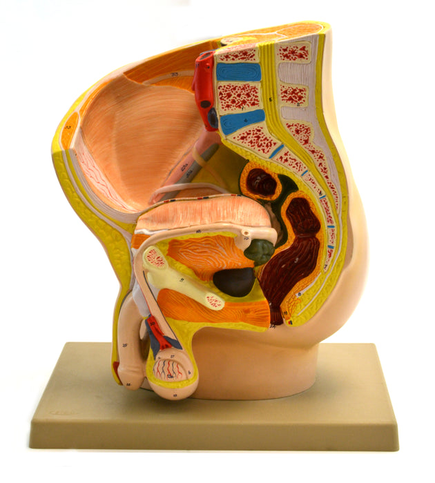 Model Male Pelvis Section - 2 Parts