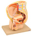 Model Male Pelvis Section - 2 Parts