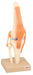 Model Human Knee Joint