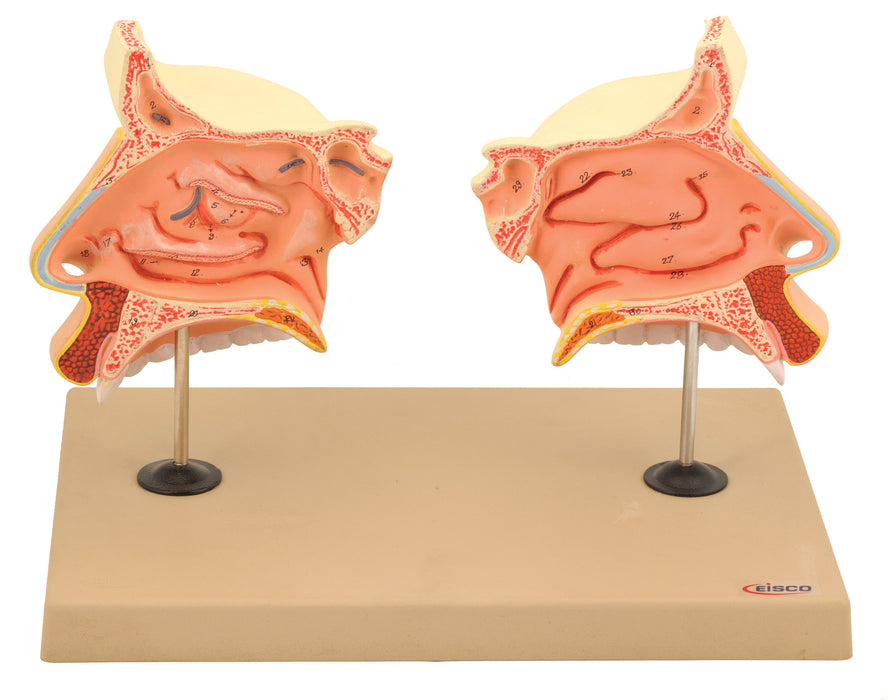 Model Nose & Olfactory Organ 3 times enlarged