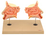 Model Nose & Olfactory Organ 3 times enlarged