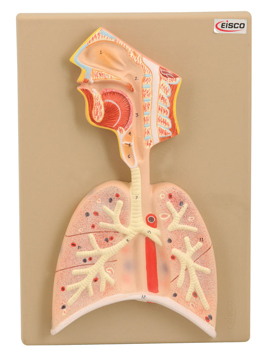 Model Respiratory System