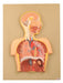 Model Respiratory System