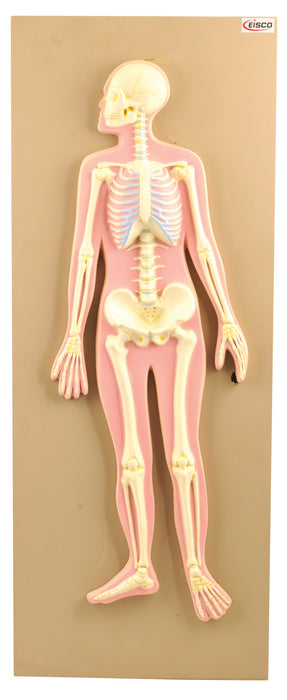 Model Human Skeletal System