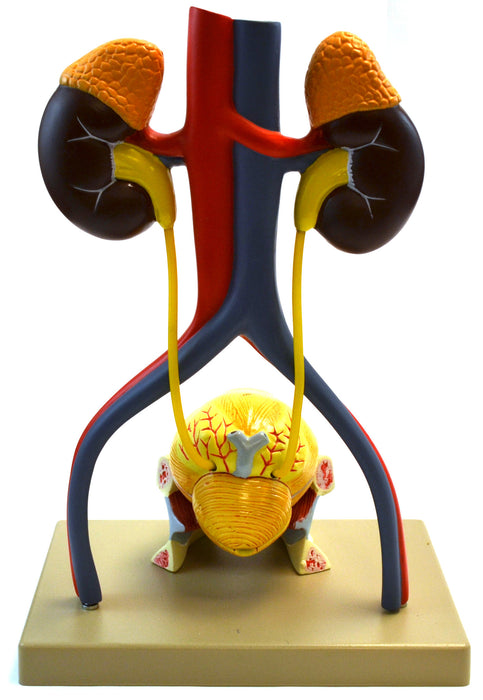Eisco Labs Male Urinary System Model, Life Size, Free Standing, 15 Inches Tall