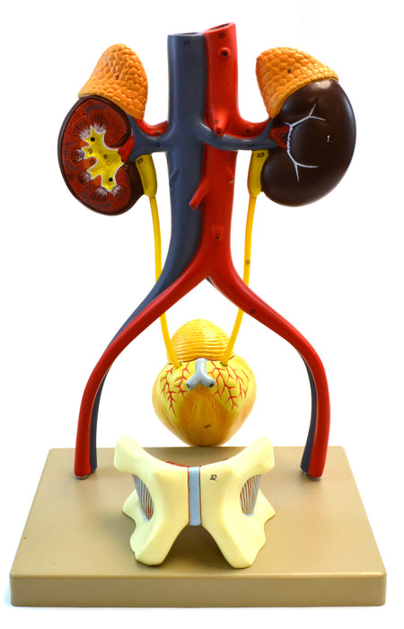 Eisco Labs Male Urinary System Model, Life Size, Free Standing, 15 Inches Tall