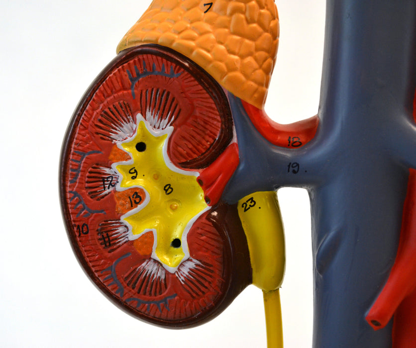 Eisco Labs Male Urinary System Model, Life Size, Free Standing, 15 Inches Tall