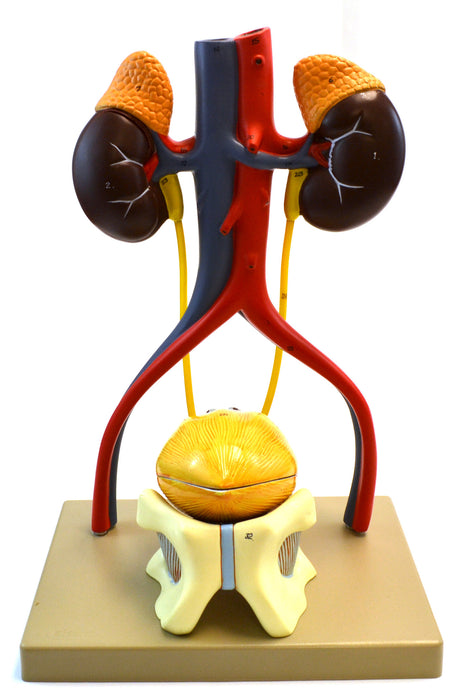 Model Standing Urinary