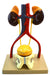 Model Standing Urinary
