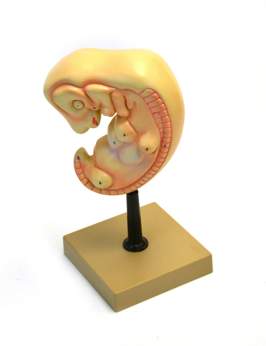 Human Embryo Model - 4 Weeks Old