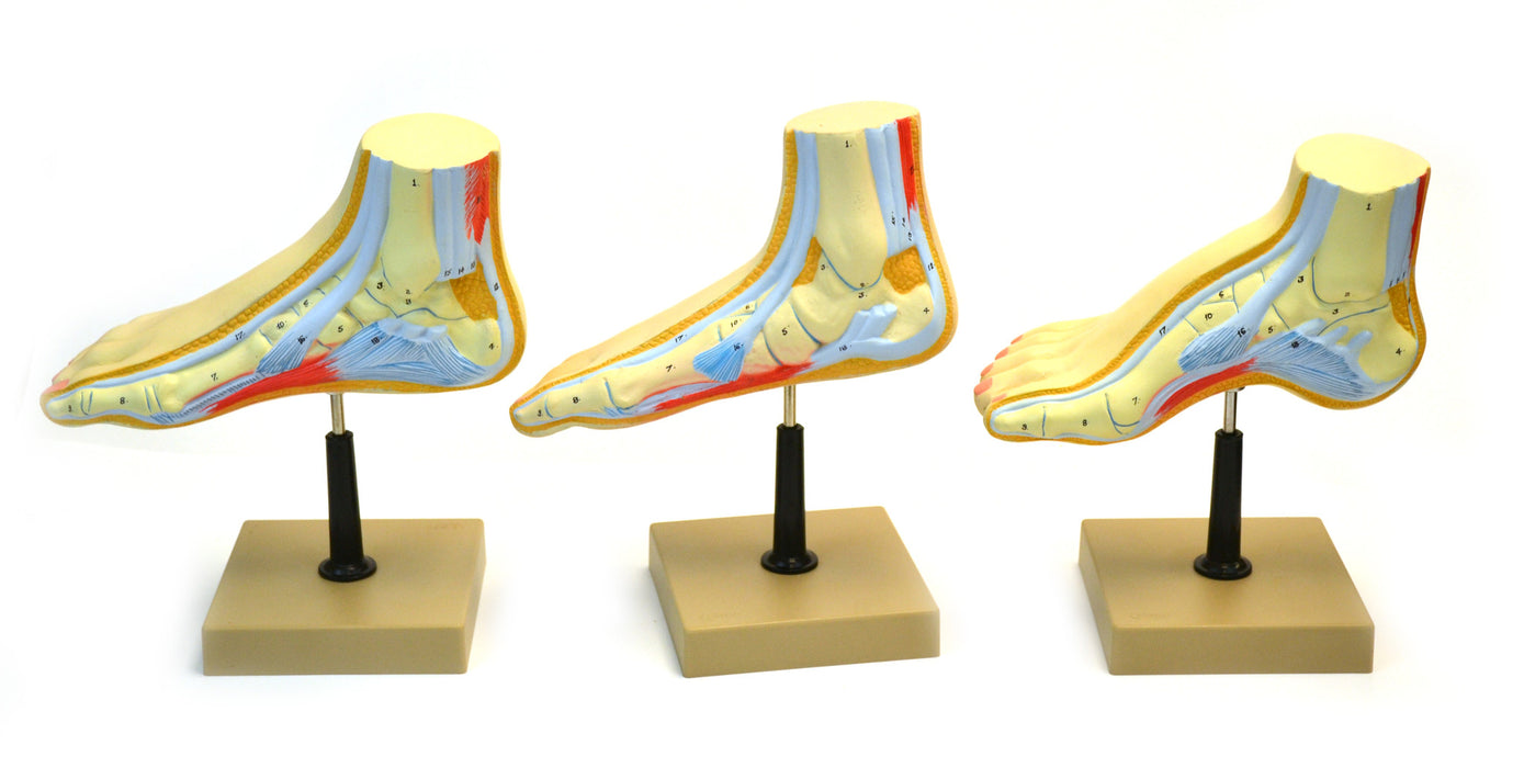 Eisco Labs Human Feet Model Set