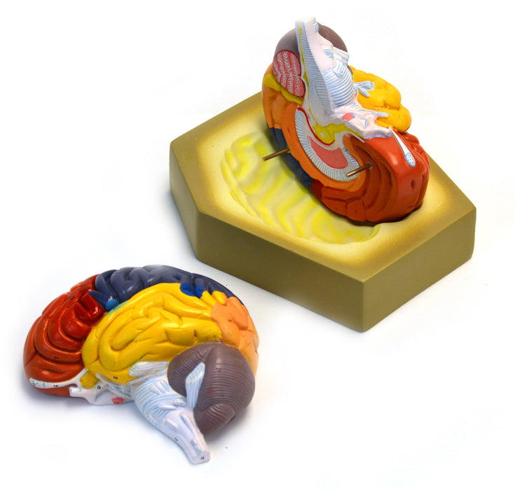 Eisco Labs Colored Human Brain Model - Life size