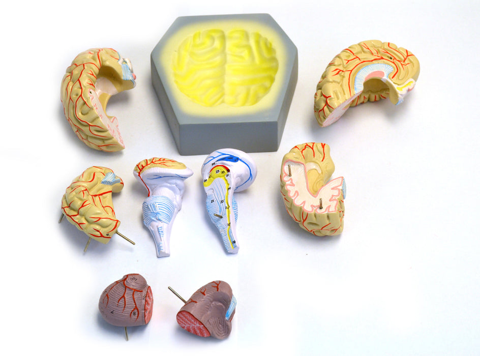 Eisco Labs Model, Human Brain, With Arteries, 9 Parts