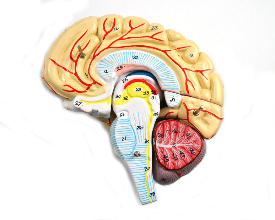 Eisco Labs Model, Human Brain, With Arteries, 9 Parts