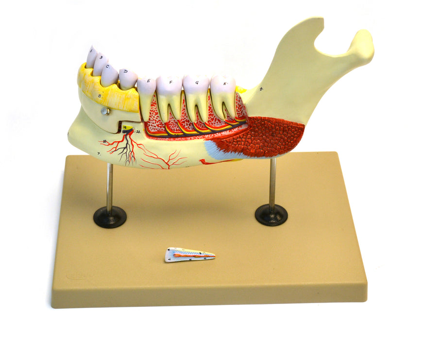 Eisco Labs Lower Human Jaw Model - 5 times Life size