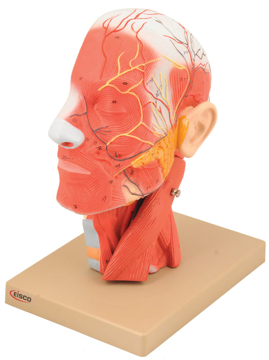 Eisco Labs Model, Human Head, Cross sectional, Neck, Life Size, Cranium