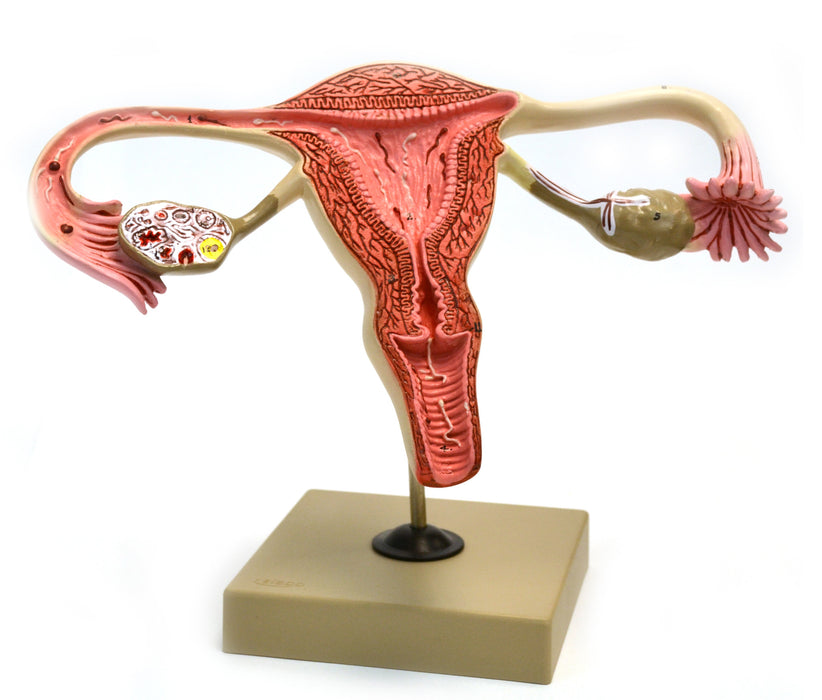 Model, Human, Female Reproductive, Ovary