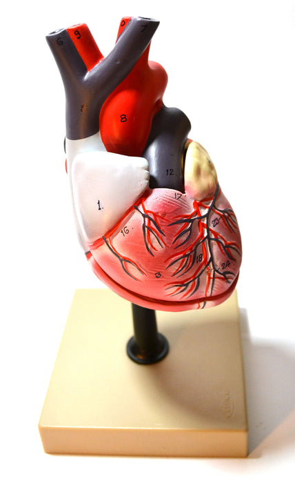Eisco Labs Life Size Human Heart Model on Base; 2 Parts
