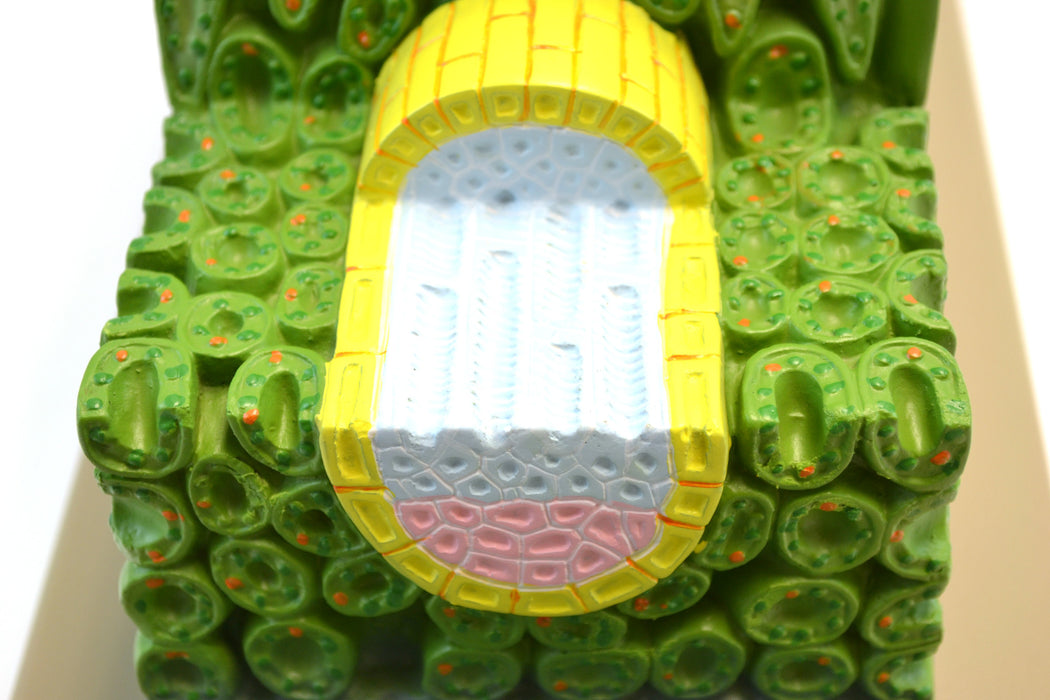 Micro Structure of Dicot Leaf Model, 500x Life Size, Shown in Cross and Longitudinal Sections, 18 Inches Long