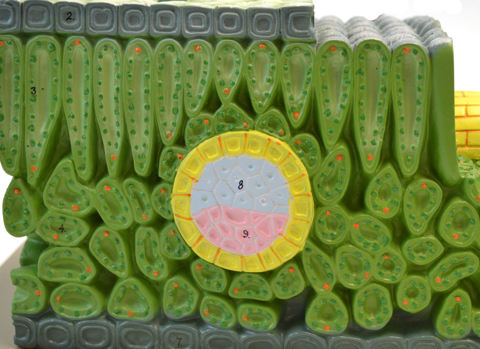 Micro Structure of Dicot Leaf Model, 500x Life Size, Shown in Cross and Longitudinal Sections, 18 Inches Long