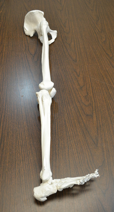 Eisco Labs Medical Quality Anatomical Bone Leg with Foot Model - Life Size