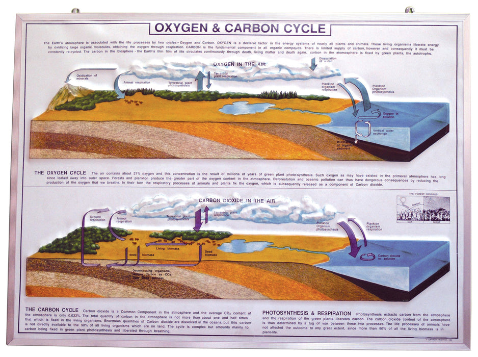 Model Oxygen & Carbon Cycle in Nature, size 75x100cm.