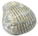 Eisco Labs Bivalve Fossil Replica - approx. 1" (3cm)