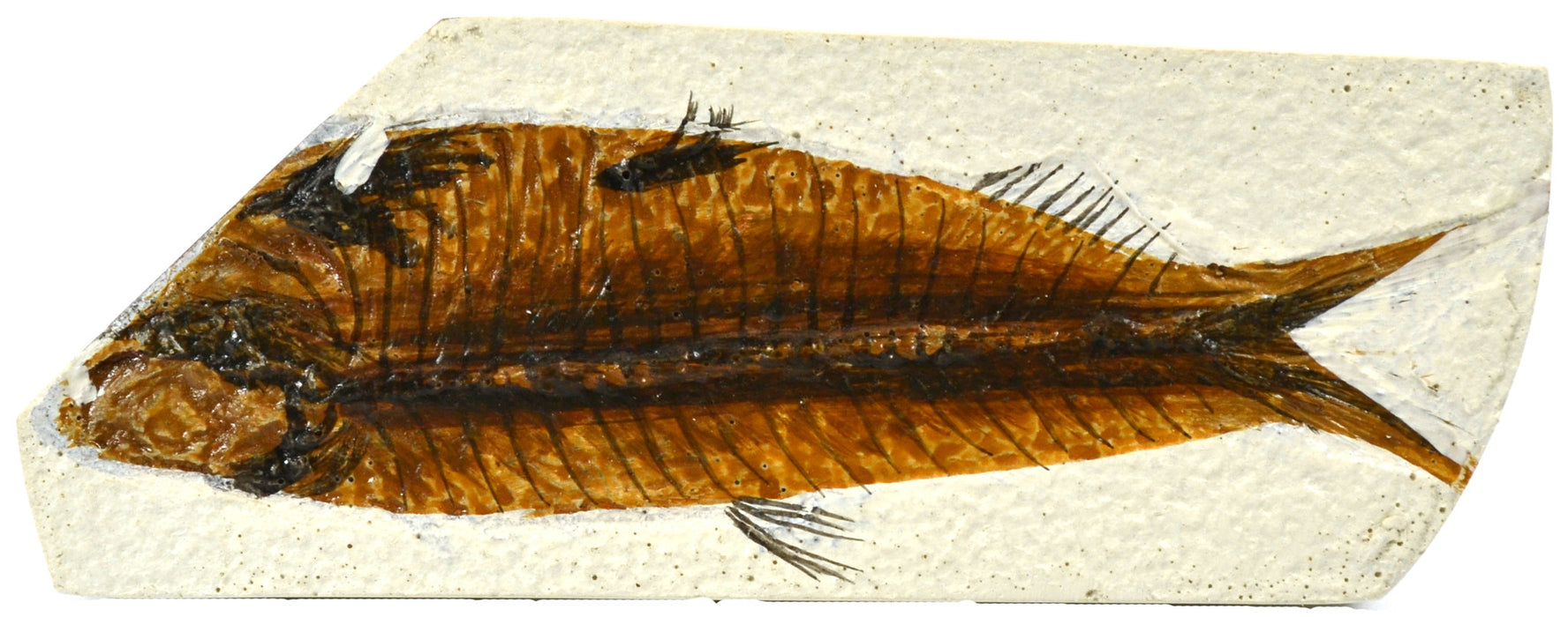 Eisco Labs Fossil Replica, Fish, 4 x 10 cm