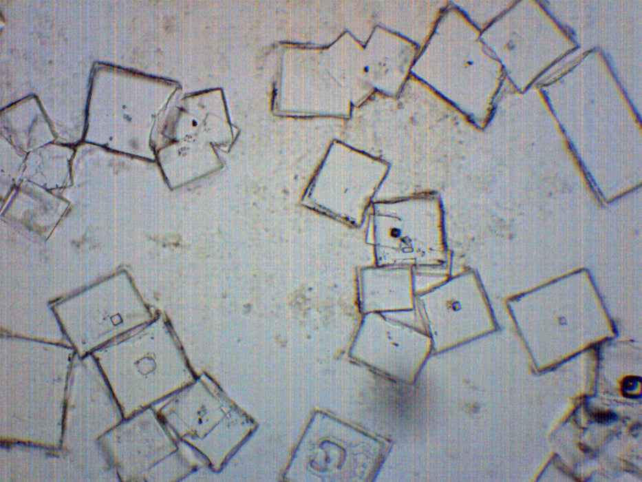 Prepared Microscope Slide, Salt Crystals - 75 x 25mm - Introductory Microscopy - Eisco Labs