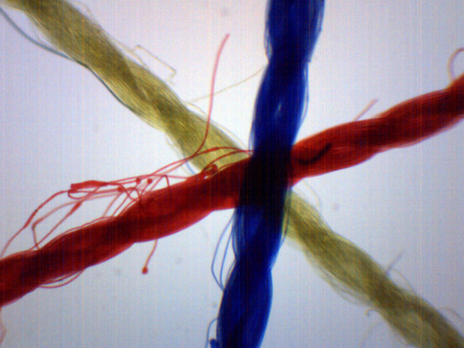 Prepared Microscope Slide, Crossing Threads - 75 x 25mm - Introductory Microscopy - Eisco Labs